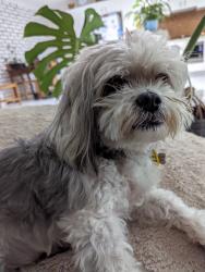 A picture of a white and grey Maltese Shih Tzu. She is sitting on a bean bag, and behind her is a green leaf of a Monstera plant.